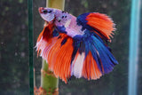 Candy Galaxy  Koi Halfmoon Male Betta (ID#801-M307) Free2Day SHIPPING