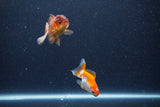 2Pack Thai Oranda   2 Inch (ID#1126ToPTD-6) Free2Day SHIPPING