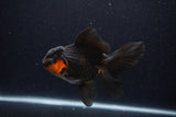 Thai Oranda  Red Black 5.5 Inch (ID#0113To6c-114)