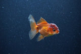 2Pack Thai Oranda   2 Inch (ID#1126ToPTD-6) Free2Day SHIPPING