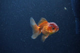 2Pack Thai Oranda   2 Inch (ID#1126ToPTD-6) Free2Day SHIPPING