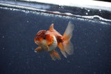 2Pack Thai Oranda   2 Inch (ID#1126ToPTD-6) Free2Day SHIPPING