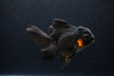 Thai Oranda  Red Black 5.5 Inch (ID#0113To6c-114)