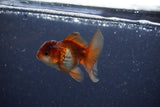 2Pack Thai Oranda   2 Inch (ID#1126ToPTD-6) Free2Day SHIPPING