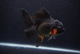 Thai Oranda  Red Black 5.5 Inch (ID#0113To6c-114)