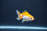 2Pack Thai Oranda   2 Inch (ID#1126ToPTD-6) Free2Day SHIPPING