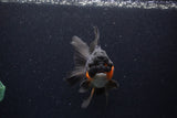 Thai Oranda  Red Black 5.5 Inch (ID#0113To6c-114)