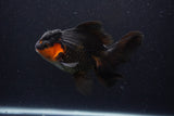 Thai Oranda  Red Black 5.5 Inch (ID#0113To6c-114)