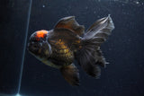 Thai Oranda  Red Black 6 Inch (ID#0113To6c-115)