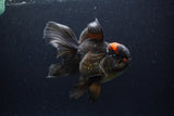 Thai Oranda  Red Black 6 Inch (ID#0113To6c-115)