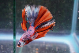 Candy Galaxy  Koi Halfmoon Male Betta (ID#801-M309) Free2Day SHIPPING