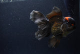 Thai Oranda  Red Black 6 Inch (ID#0113To6c-115)