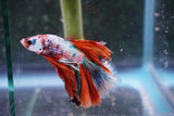 Candy Galaxy  Koi Halfmoon Male Betta (ID#801-M309) Free2Day SHIPPING