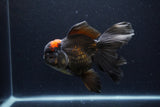 Thai Oranda  Red Black 6 Inch (ID#0113To6c-115)