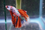 Candy Galaxy  Koi Halfmoon Male Betta (ID#801-M309) Free2Day SHIPPING