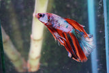 Candy Galaxy  Koi Halfmoon Male Betta (ID#801-M309) Free2Day SHIPPING