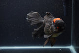 Thai Oranda  Red Black 6 Inch (ID#0113To6c-115)