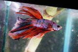 Candy Galaxy  Koi Halfmoon Male Betta (ID#801-M309) Free2Day SHIPPING