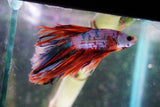 Candy Galaxy  Koi Halfmoon Male Betta (ID#801-M309) Free2Day SHIPPING