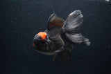 Thai Oranda  Red Black 6 Inch (ID#0113To6c-115)