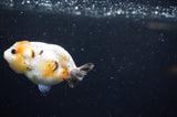 Baby Ranchu  Calico 3 Inch (ID#325R9c-23) Free2Day SHIPPING