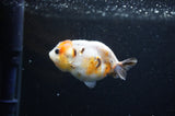 Baby Ranchu  Calico 3 Inch (ID#325R9c-23) Free2Day SHIPPING