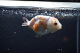 Baby Ranchu  Calico 3 Inch (ID#325R9c-23) Free2Day SHIPPING