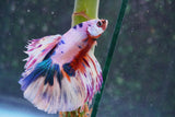 Candy Galaxy  Koi Halfmoon Male Betta (ID#801-M310) Free2Day SHIPPING