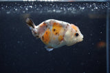 Baby Ranchu  Calico 3 Inch (ID#325R9c-23) Free2Day SHIPPING