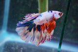 Candy Galaxy  Koi Halfmoon Male Betta (ID#801-M310) Free2Day SHIPPING