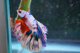 Candy Galaxy  Koi Halfmoon Male Betta (ID#801-M310) Free2Day SHIPPING