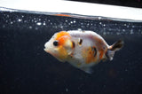 Baby Ranchu  Calico 3 Inch (ID#325R9c-23) Free2Day SHIPPING