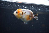 Baby Ranchu  Calico 3 Inch (ID#325R9c-23) Free2Day SHIPPING
