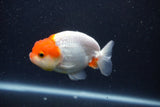 Tancho Lionchu  Red White 3.5 Inch (ID#1122R2c-55) Free2Day SHIPPING