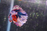 Candy Galaxy  Koi Halfmoon Male Betta (ID#801-M310) Free2Day SHIPPING