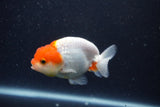 Tancho Lionchu  Red White 3.5 Inch (ID#1122R2c-55) Free2Day SHIPPING