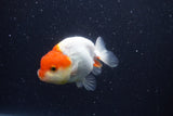 Tancho Lionchu  Red White 3.5 Inch (ID#1122R2c-55) Free2Day SHIPPING