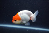 Tancho Lionchu  Red White 3.5 Inch (ID#1122R2c-55) Free2Day SHIPPING