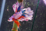 Candy Galaxy  Koi Halfmoon Male Betta (ID#801-M310) Free2Day SHIPPING