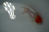 Tancho Lionchu  Red White 3.5 Inch (ID#1122R2c-55) Free2Day SHIPPING