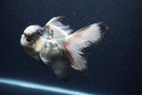 Thai Oranda  Panda 5.5 Inch (ID#0113To6c-117)