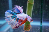 Candy Galaxy  Koi Halfmoon Male Betta (ID#801-M310) Free2Day SHIPPING