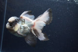 Thai Oranda  Panda 5.5 Inch (ID#0113To6c-117)