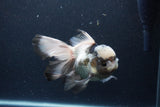 Thai Oranda  Panda 5.5 Inch (ID#0113To6c-117)