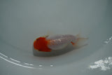 Tancho Lionchu  Red White 3.5 Inch (ID#1122R2c-55) Free2Day SHIPPING