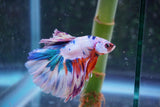 Candy Galaxy  Koi Halfmoon Male Betta (ID#801-M310) Free2Day SHIPPING