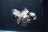 Thai Oranda  Panda 5.5 Inch (ID#0113To6c-117)