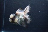 Thai Oranda  Panda 5.5 Inch (ID#0113To6c-117)