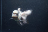 Thai Oranda  Panda 5.5 Inch (ID#0113To6c-117)