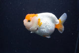 Tancho Lionchu  Red White 4 Inch (ID#1122R2c-56) Free2Day SHIPPING